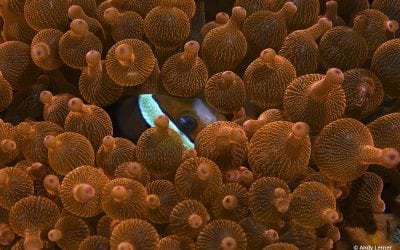 Last Frame: Peekaboo!