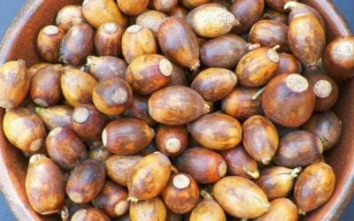 Make Your Own Acorn Flour for Baking Breads or Muffins