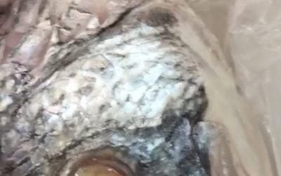 Need Some Craft Eyes