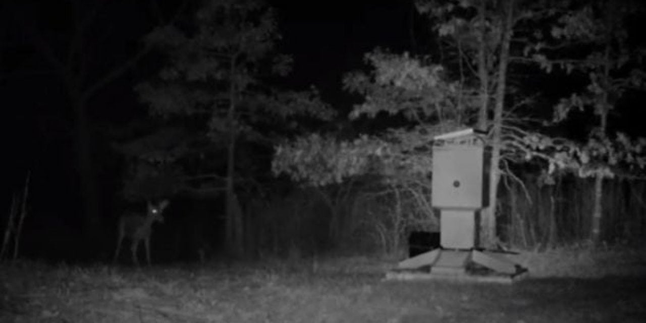 Our Top 5 Deer Feeder Picks Will Bring Them in Running