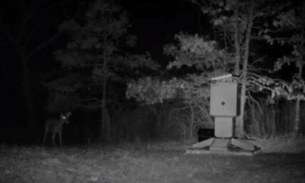 Our Top 5 Deer Feeder Picks Will Bring Them in Running