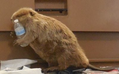 Pesky Beavers