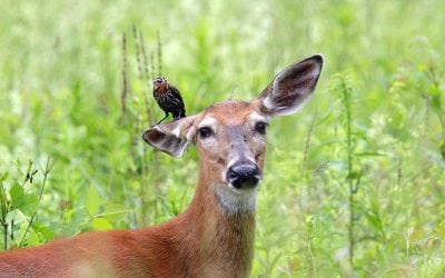 Photo Of The Day By Deborah Tracy-Kral