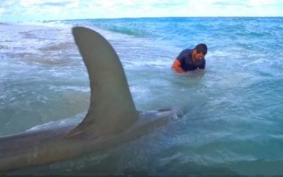 Remember These Monster Hammerheads Caught From the Beach?