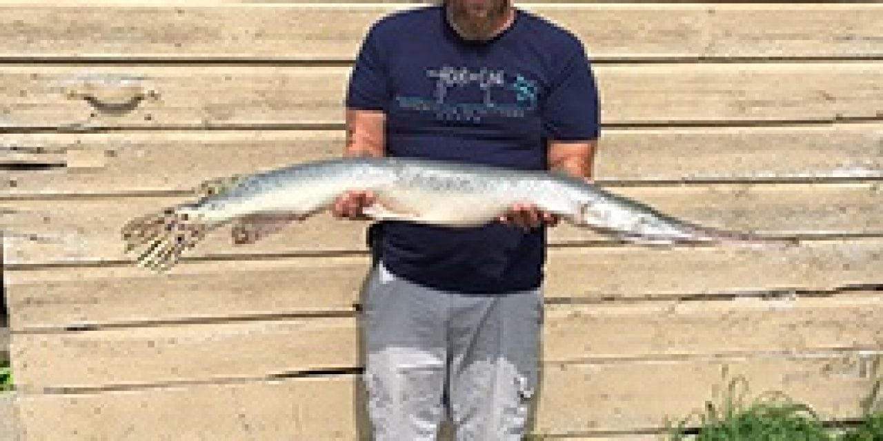 Rensselaer County Angler Catches State Record Longnose Gar