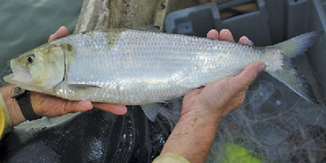 Shad runs approach record highs in some rivers, lows in others