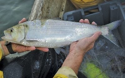 Shad runs approach record highs in some rivers, lows in others