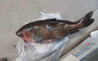 State Record Update, Late Summer 2018