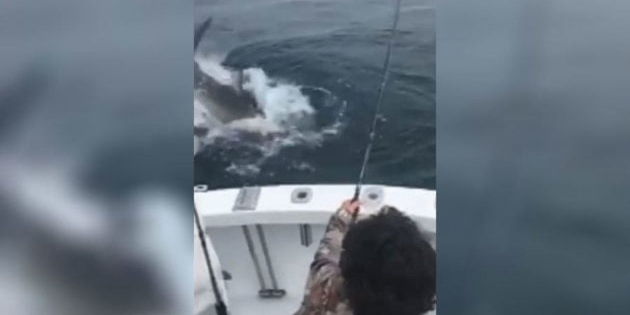 Striper Fisherman Is Surprised By Great White Shark That Steals His Catch