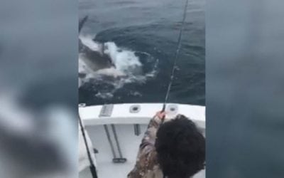 Striper Fisherman Is Surprised By Great White Shark That Steals His Catch
