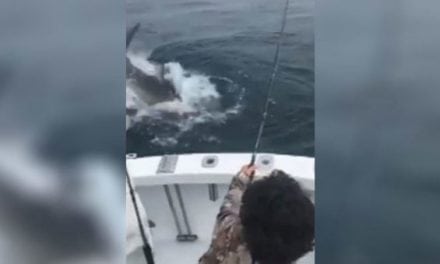 Striper Fisherman Is Surprised By Great White Shark That Steals His Catch