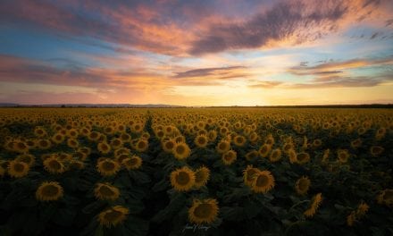 Summer Sunrises And Sunsets Assignment Winner Jason Chong