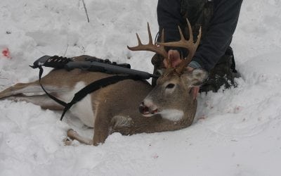 The Beginner’s Guide to Whitetail Deer Hunting