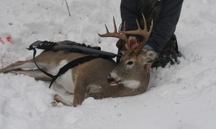 The Beginner’s Guide to Whitetail Deer Hunting