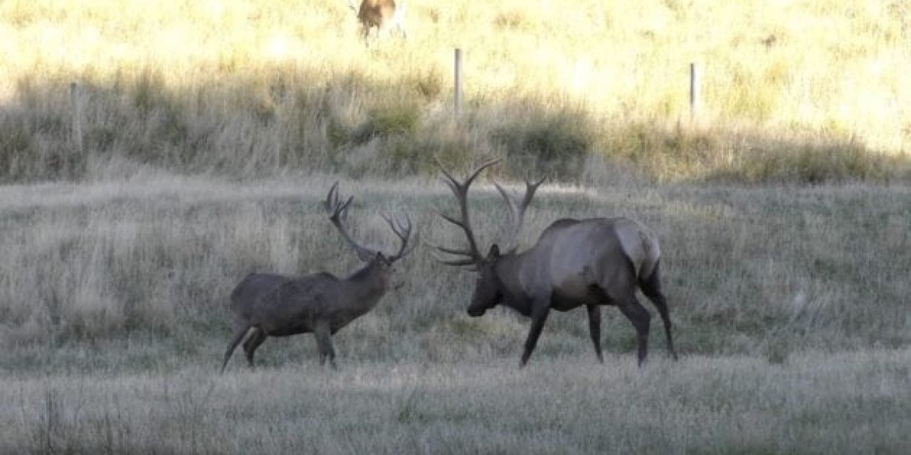 The Difference Between a Bull Elk and a Red Stag