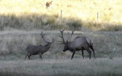 The Difference Between a Bull Elk and a Red Stag