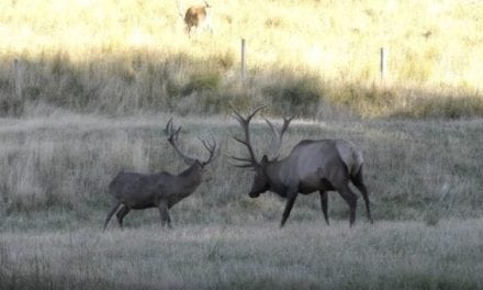 The Difference Between a Bull Elk and a Red Stag