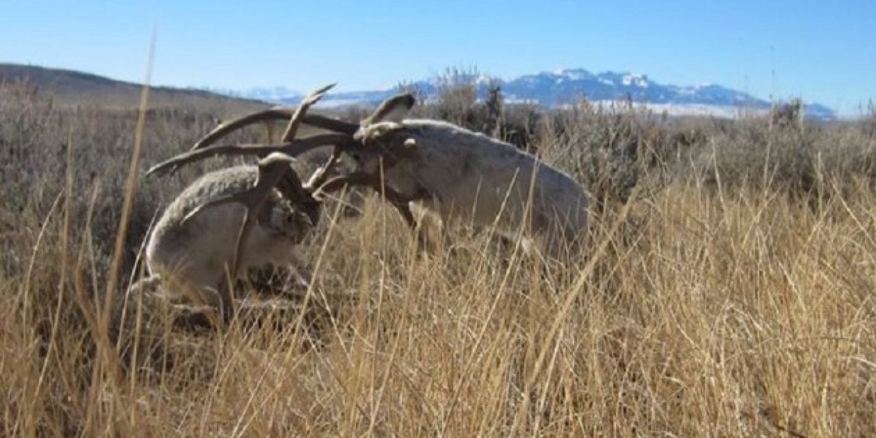 The Jackalope Rut Is Starting to Heat Up in Wyoming