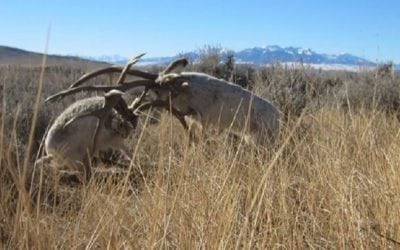 The Jackalope Rut Is Starting to Heat Up in Wyoming