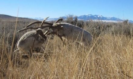 The Jackalope Rut Is Starting to Heat Up in Wyoming