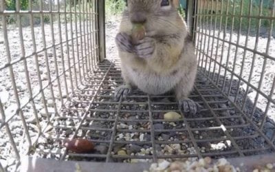 Top 4 Reasons Trapping Will Never Go Away