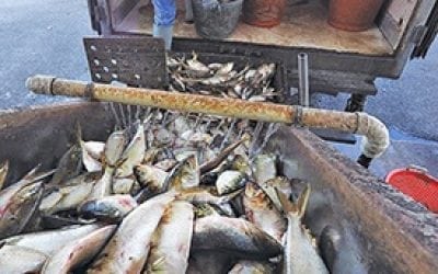 VA Has Menhaden Limits or Face Moratorium