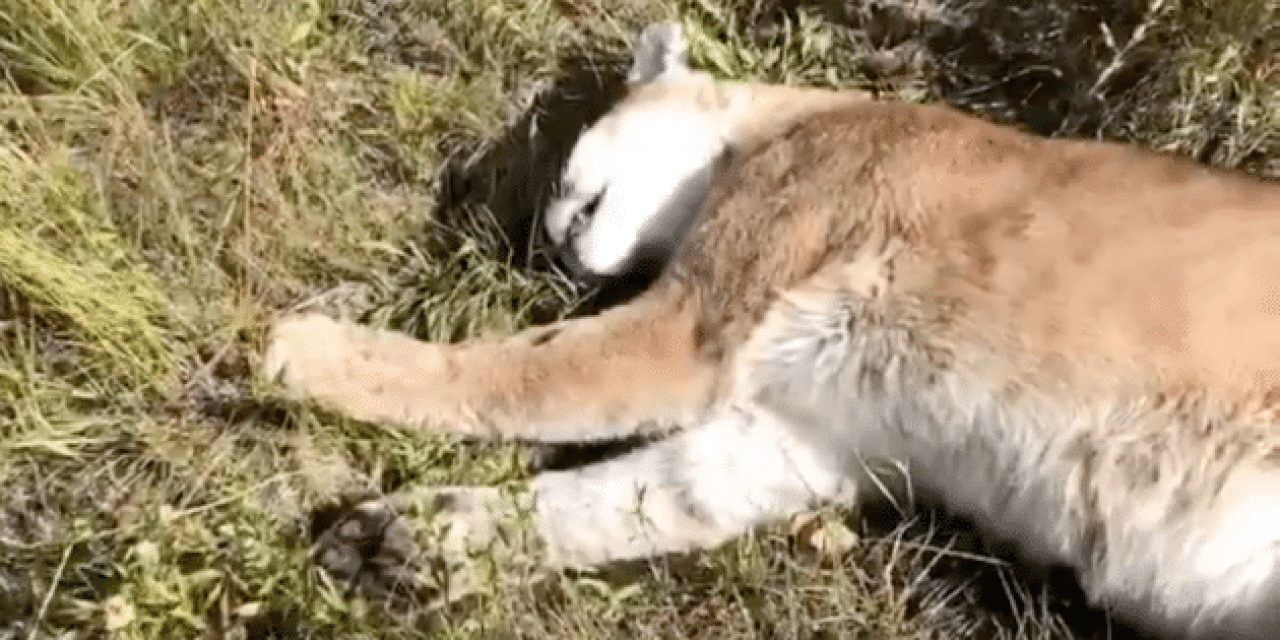 Video: Elk Hunter Kills a Mountain Lion in Self-Defense