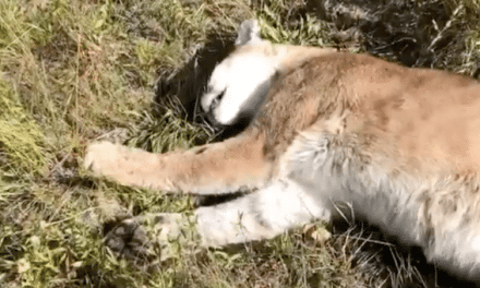 Video: Elk Hunter Kills a Mountain Lion in Self-Defense