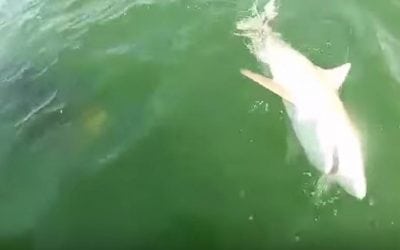 Video: Grouper Annihilates 4-Foot Shark