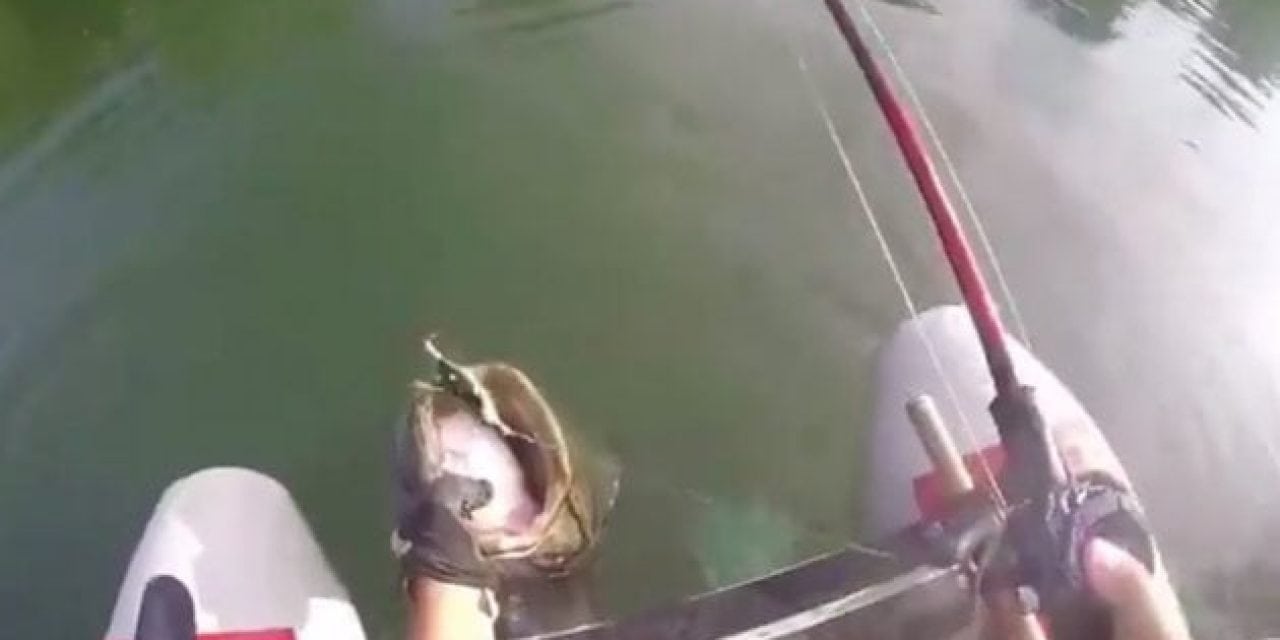 Video: Guy Hooks a Drag-Screaming Catfish From a Float Tube