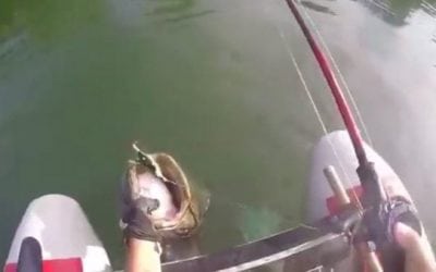 Video: Guy Hooks a Drag-Screaming Catfish From a Float Tube