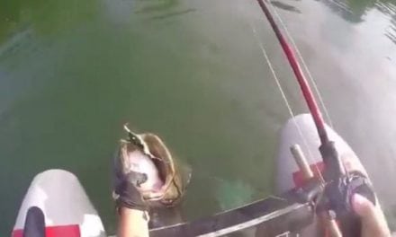 Video: Guy Hooks a Drag-Screaming Catfish From a Float Tube