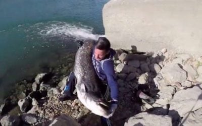 Video: Huge Catfish and Fast Water Go Together Like Franks and Beans