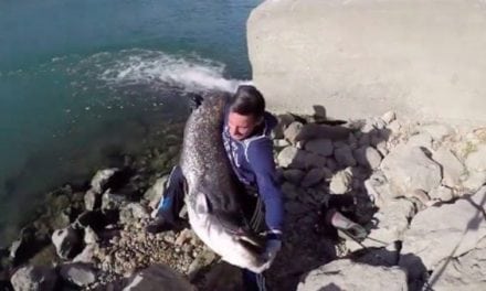 Video: Huge Catfish and Fast Water Go Together Like Franks and Beans