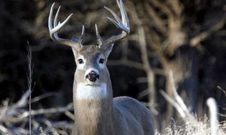 What Happens When You Pee on a Deer Scrape?