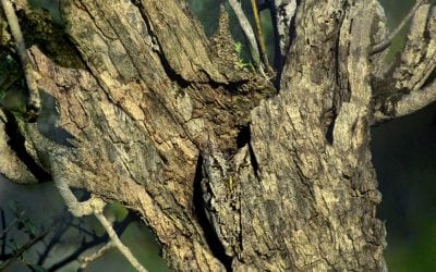 Wildlife In The Landscape