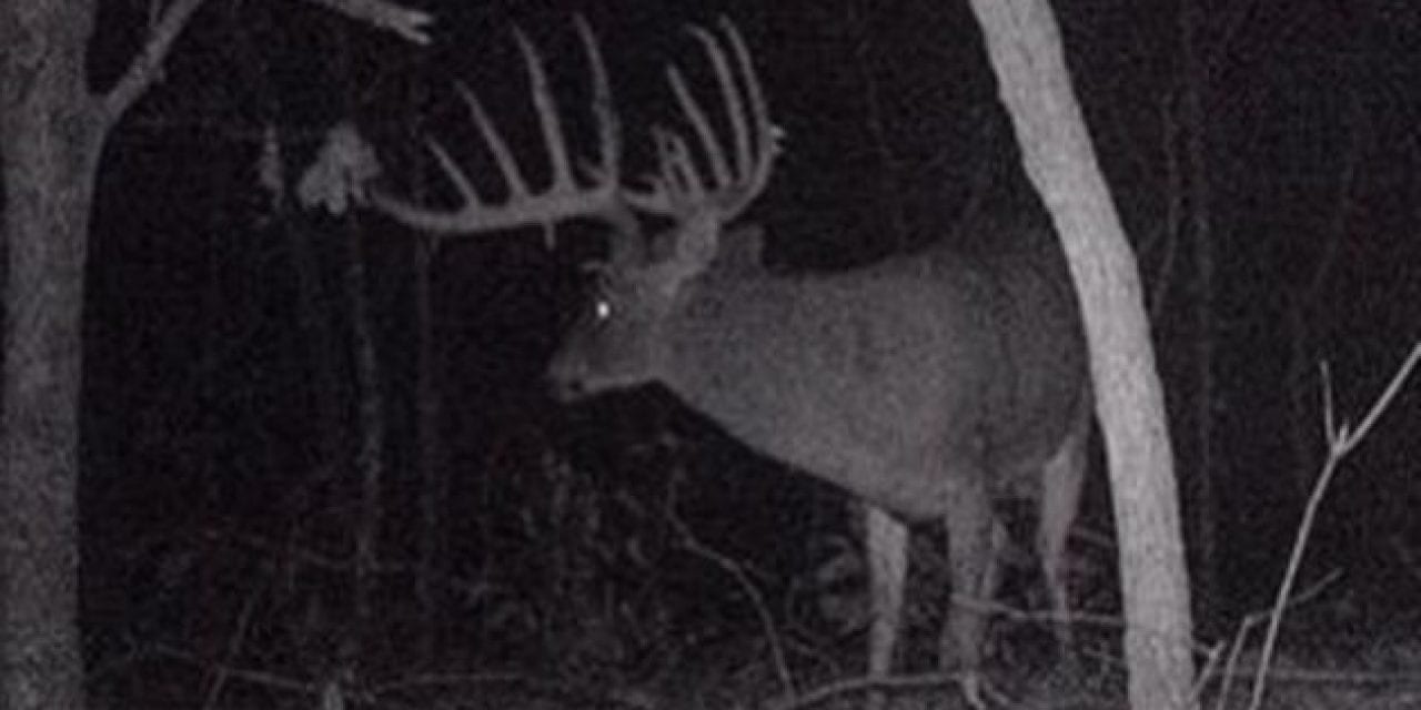 13 Giant Bucks Caught on Trail Camera