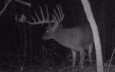 13 Giant Bucks Caught on Trail Camera