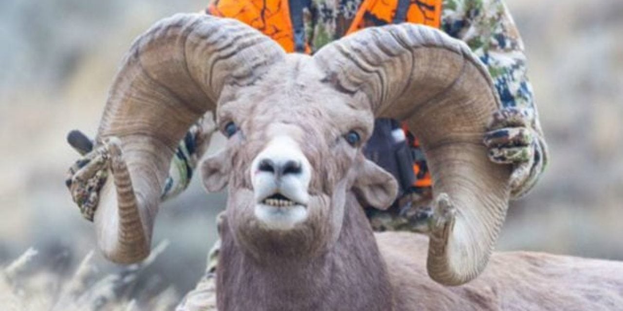 20-Year-Old Hunter Likely Tied Bighorn World Record