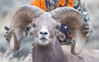 20-Year-Old Hunter Likely Tied Bighorn World Record