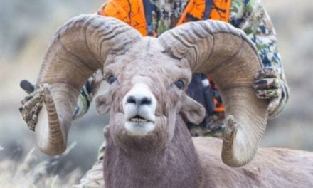 20-Year-Old Hunter Likely Tied Bighorn World Record