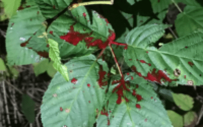 5 Blood Trailing Tips for Deer Hunters