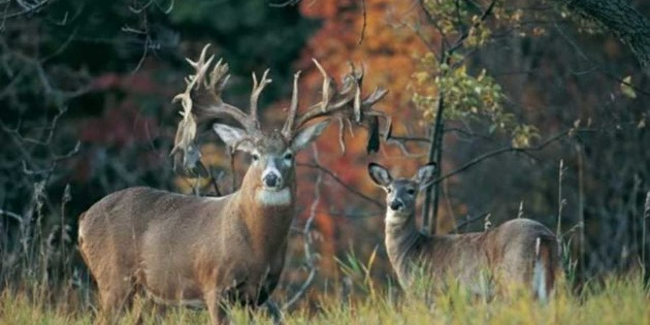 5 of the Biggest Whitetail Bucks Found Already Dead
