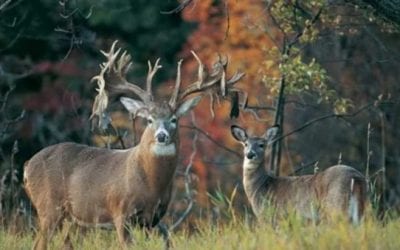 5 of the Biggest Whitetail Bucks Found Already Dead