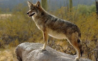 5 Reasons Predator Hunting is Better Than Ever