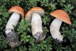 Aspen Boletes