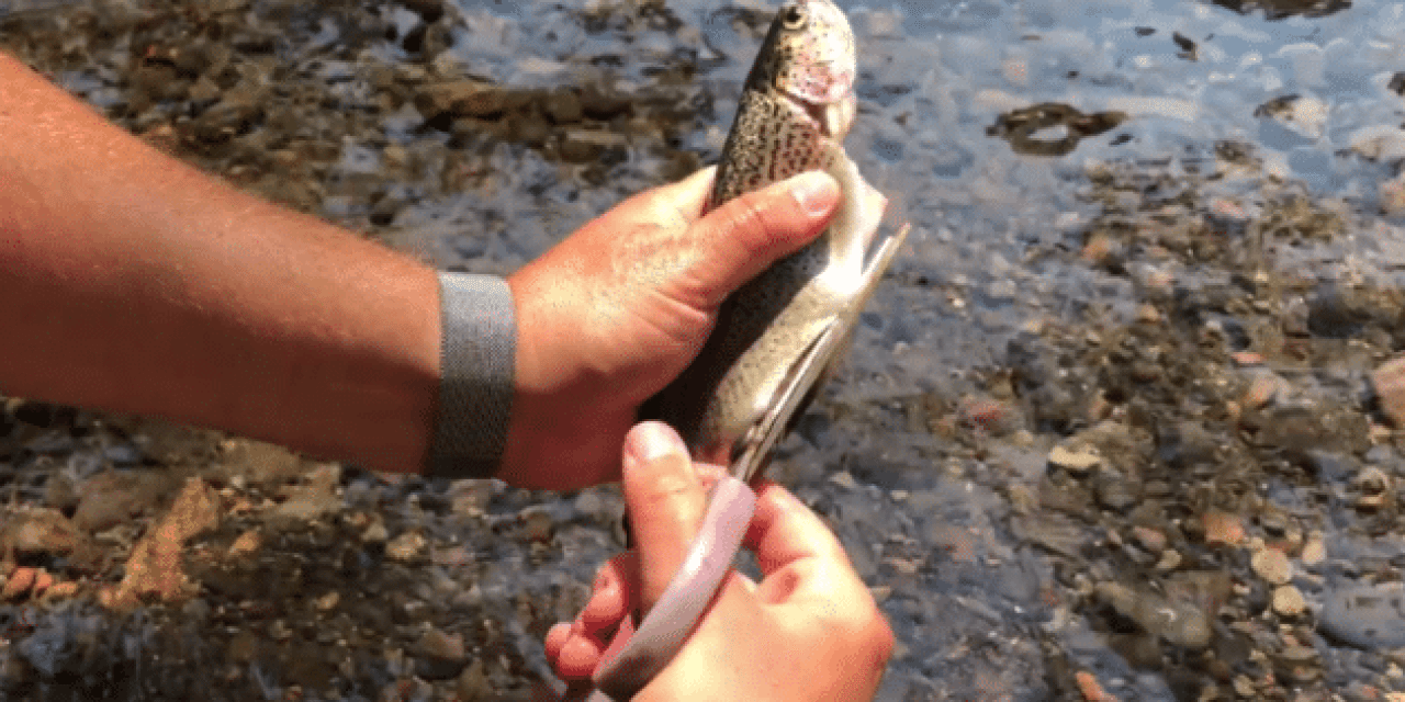 A Cool, Quick Way to Clean Trout for Eating
