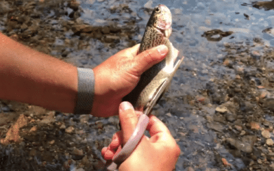 A Cool, Quick Way to Clean Trout for Eating