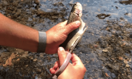 A Cool, Quick Way to Clean Trout for Eating