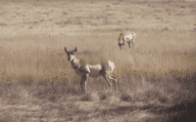 A Delicious Deer Camp Distraction